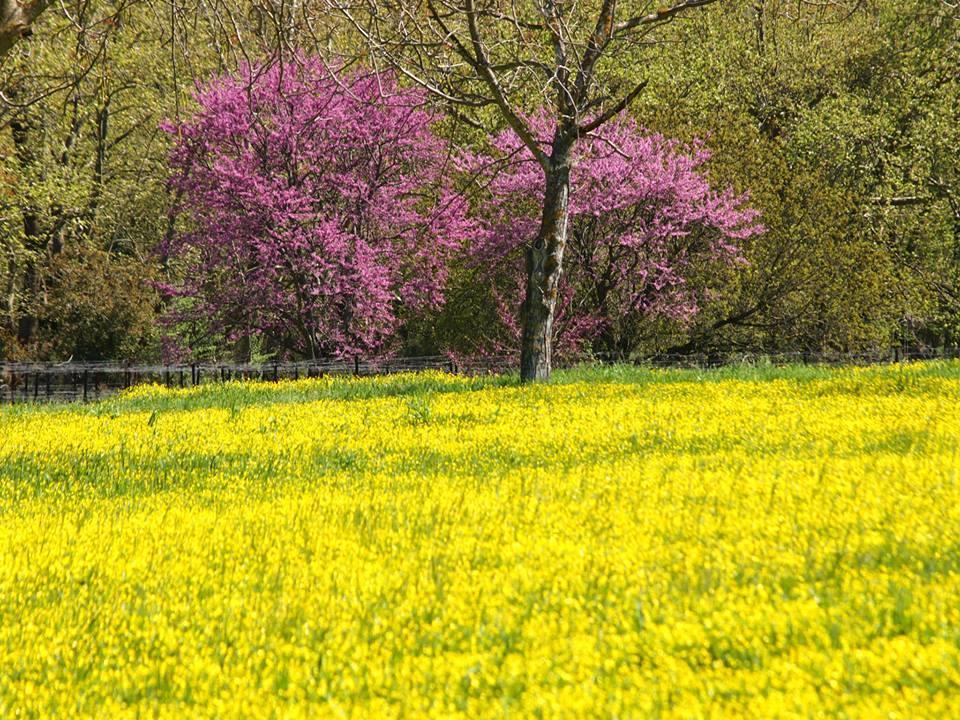 Livadaki Village Megali Kapsi Dış mekan fotoğraf